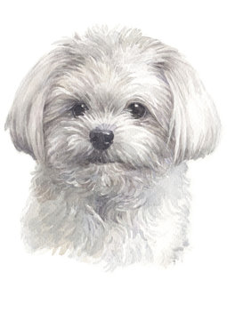 Water colour painting of Maltese 027