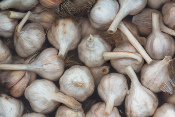 top view of garlic . background of  garlic. macro view