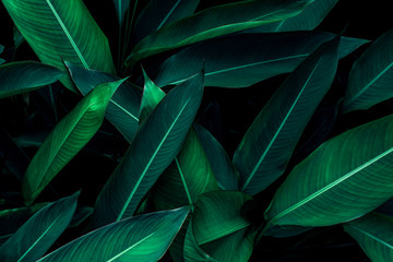 Naklejka na ściany i meble green leaf texture, dark green foliage nature background, tropical leaf