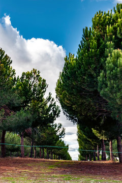 Entre pinares
