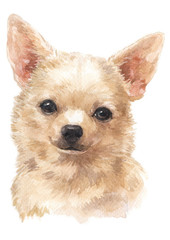 Water colour painting of Chihuahua 040