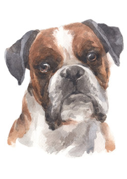 Water colour painting of Boxer 037