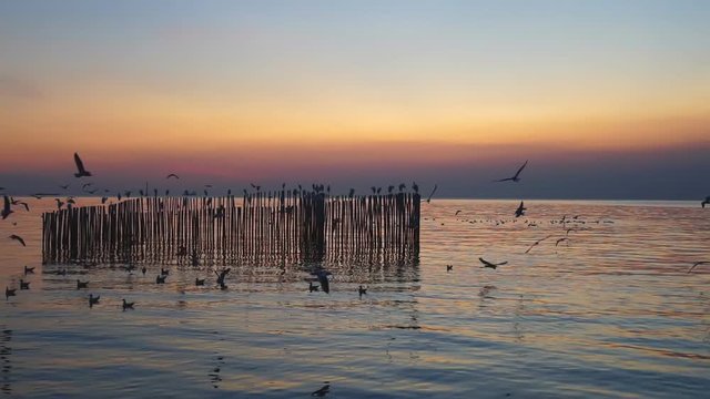Seagull flying slow motion Bangpu,Thailand.