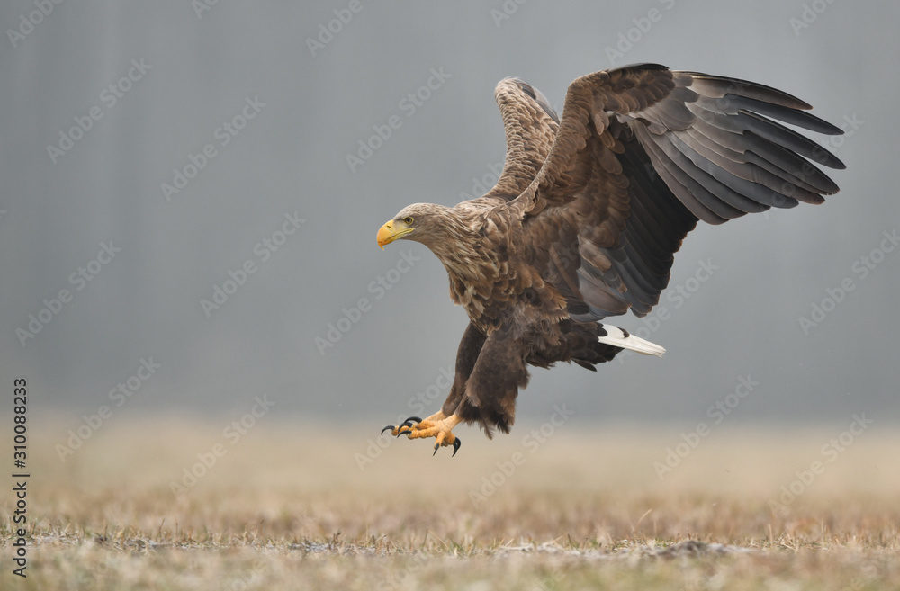 Wall mural white tailed eagle (haliaeetus albicilla)