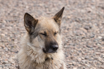 face of an outbred street dog in a collar
