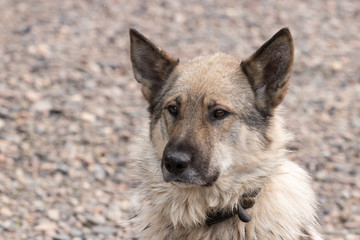 face of an outbred street dog in a collar