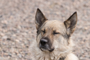 face of an outbred street dog in a collar