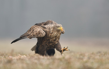White tailed eagle (Haliaeetus albicilla)