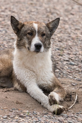 One-legged dirty street disabled dog lies on the ground