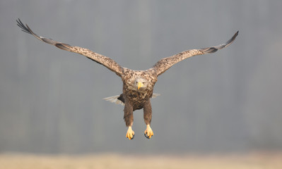 White tailed eagle (Haliaeetus albicilla)