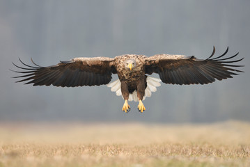 White tailed eagle (Haliaeetus albicilla)