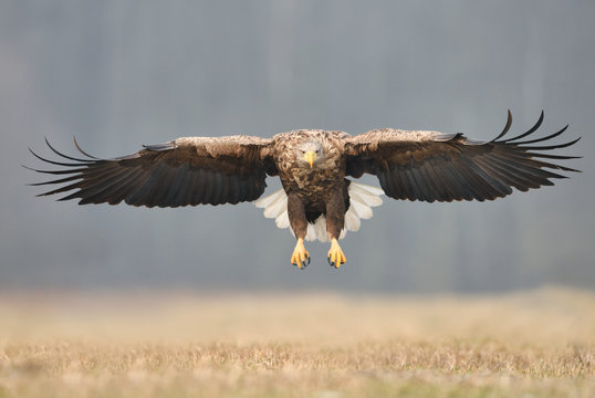 White tailed eagle (Haliaeetus albicilla)