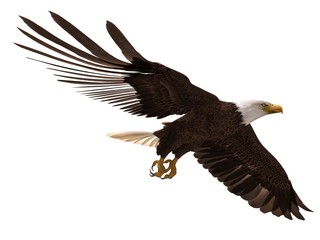 Bald eagle flying isolated on white 3d illustration