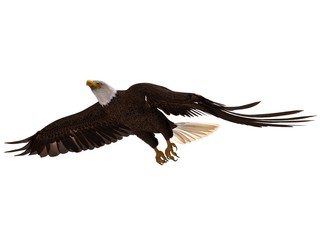 Obraz premium Bald eagle flying isolated on white 3d illustration