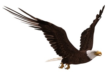 Bald eagle flying isolated on white 3d illustration