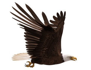 Bald eagle flying isolated on white 3d illustration