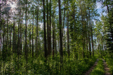 Trail through the bush
