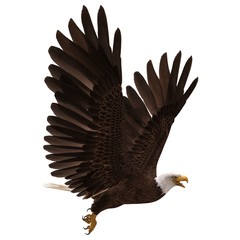Bald eagle flying isolated on white 3d illustration