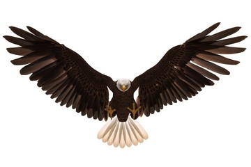 Bald eagle flying isolated on white 3d illustration