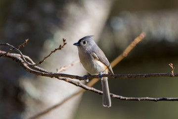 Tufted Titmouse Perched on Branch
