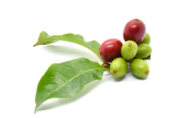Coffee berries and leaves coffee on branch on white background.