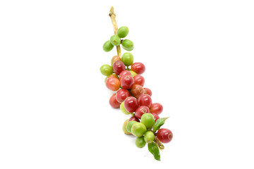 Coffee berries red green on white background.