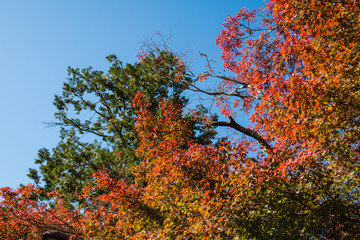 Autumn landscape. Bright colored maple leaves with blue sky background in Japan.