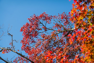 Autumn landscape. Bright colored maple leaves with blue sky background in Japan.