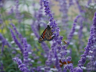 A colorful butterfly and a bumblebee feasts on a stalk of lavender flowers