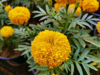 Close up of beautiful Marigold flower in the garden.