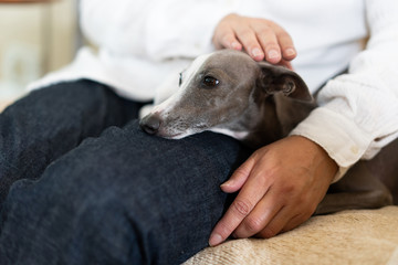 飼い主と一緒にソファに座るイタリアングレイハウンド犬