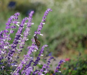 Wide shot of lavender flowers and a butterfly sipping nectar, blurred background