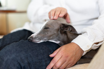 飼い主と一緒にソファに座るイタリアングレイハウンド犬