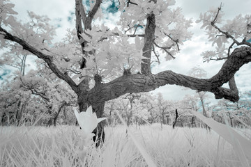 Beautiful group of trees in Saithong national public park