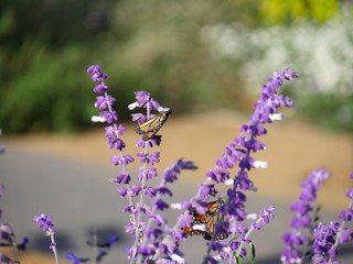 Stalks of lavender flowers with butterflies sipping nectar