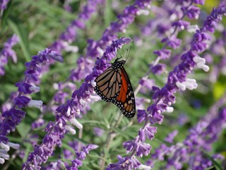 Medium close up shot of a  butterfly sips nectar from lavender flowers in a garden