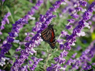 Small colorful butterfly sipping nectar from lavender flowers in a garden