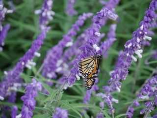 Wide shot of a small colorful butterfly sipping nectar from lavender flowers in a garden