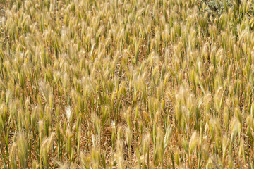 Wheat crop in a field