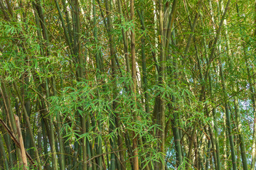 Fototapeta na wymiar Dense bamboo forest Calming