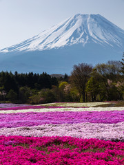 芝桜と富士山 / Mt.Fuji and flower field