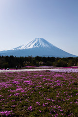 芝桜と富士山 / Mt.Fuji and flower field