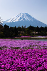 Fototapeta na wymiar 芝桜と富士山 / Mt.Fuji and flower field
