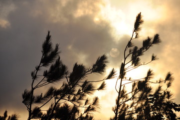 Obraz premium Pine Branches in the Breeze