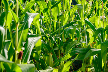 Corn crop with sunlight