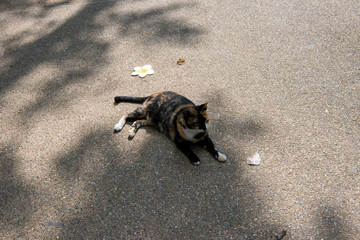 Cat in the park in Thailand, Phuket