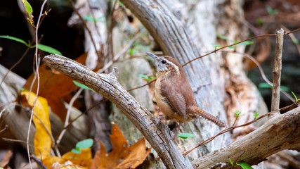 Carolina Wren in the Woods