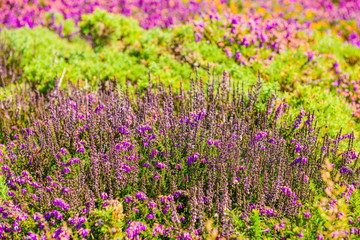 Blooming heather. Crozon Peninsula. Brittany. France