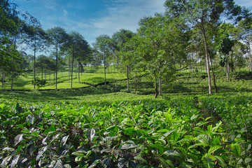 Tea plantation in Dieng, Central Java, Indonesia. Beautiful cloudy sky in the background