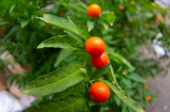 Madeira Winter Cherry Images Browse 361 Stock Photos Vectors And Video Adobe Stock